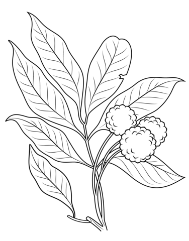 Lechee branch Coloring page