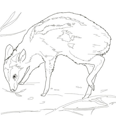 Leg Poppin Mouse Deer Coloring page
