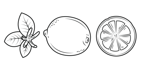 Lemon leaves, whole lemon and its cross section Coloring page