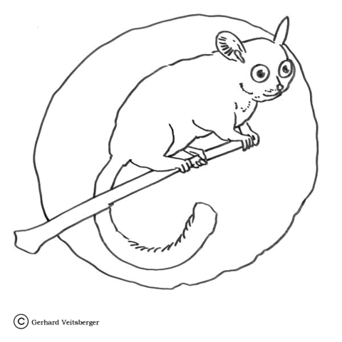 Lemur on the Tree  Coloring page