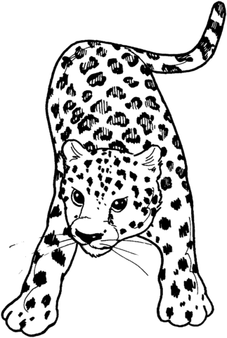 Leopard 15 Coloring page