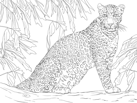 Leopard Sitting on Tree Coloring page