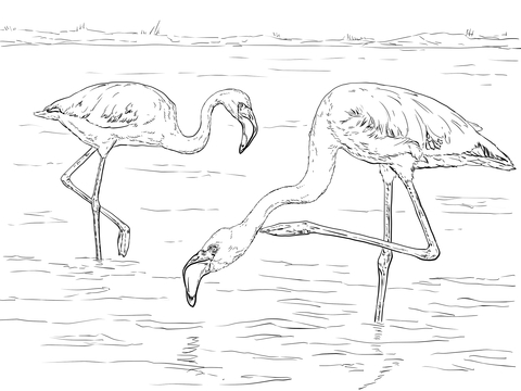 Lesser Flamingo Coloring page