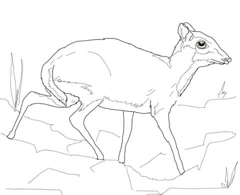 Lesser Mouse Deer Coloring page