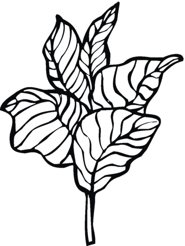 Lettuce 11 Coloring page