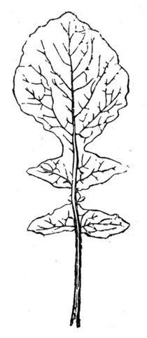 Lettuce 2 Coloring page