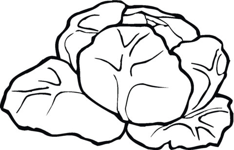 Lettuce 6 Coloring page