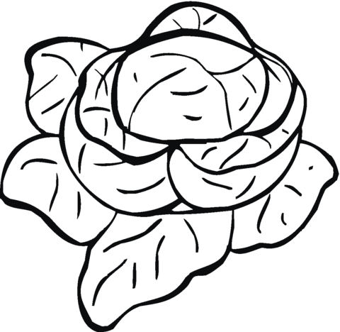 Lettuce 9 Coloring page