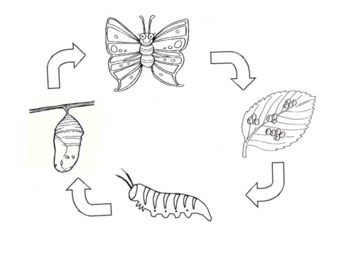 Life Cycle of a Butterfly  Coloring page
