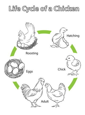 Life Cycle of a Chicken Coloring page