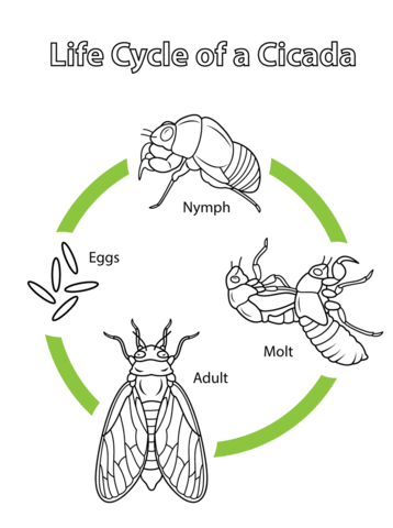 Life Cycle of a Cicada Coloring page