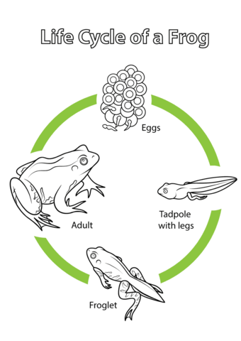 Life Cycle of a Frog Coloring page