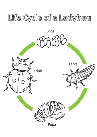 Life Cycle of a Ladybug Coloring page