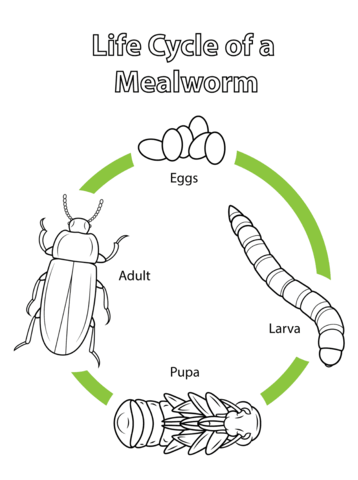 Life Cycle of a Mealworm Coloring page