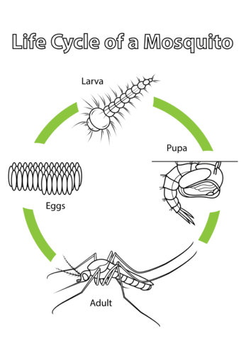 Life Cycle of a Mosquito Coloring page