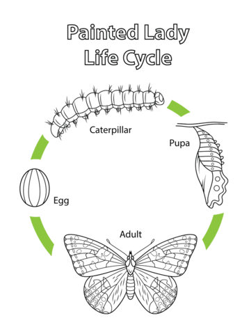 Life Cycle of a Painted Lady Butterfly Coloring page