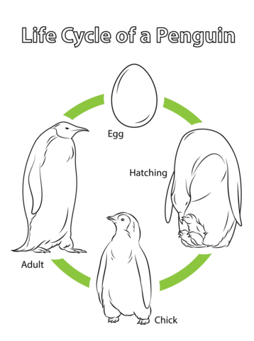 Life Cycle of a Penguin Coloring page