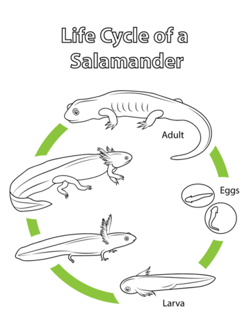 Life Cycle of a Salamander Coloring page