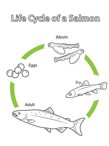 Life Cycle of a Salmon Coloring page