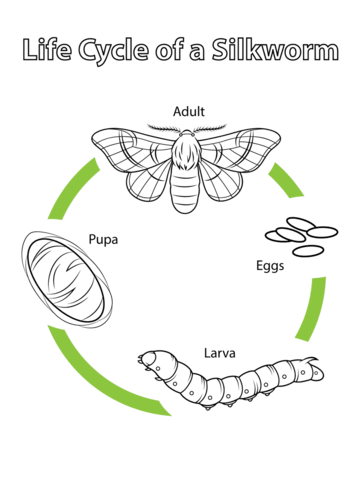 Life Cycle of a Silkworm Coloring page