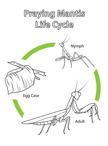 Life Cycle of Praying Mantis Coloring page