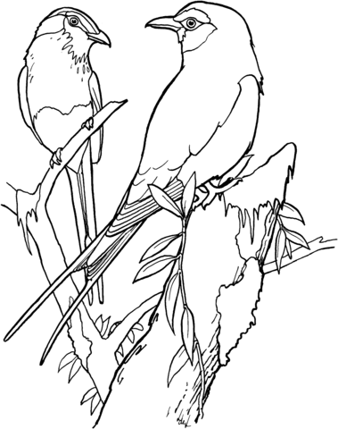 Lilac Breasted Rollers Coloring page
