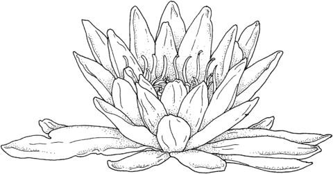 Blooming Water Lily Coloring page