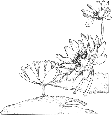 Nymphaea or Water lily Coloring page