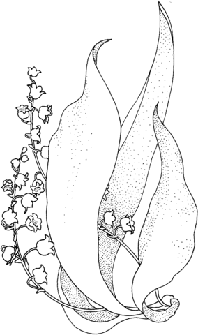 Lily Of The Valley 1 Coloring page