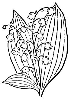 Lily Of The Valley 2 Coloring page