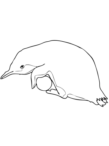 Little Blue Penguin is Hatching Egg Coloring page
