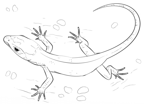 Lizard Coloring page