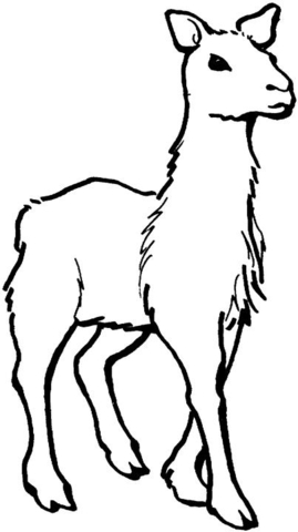 Llama  Coloring page