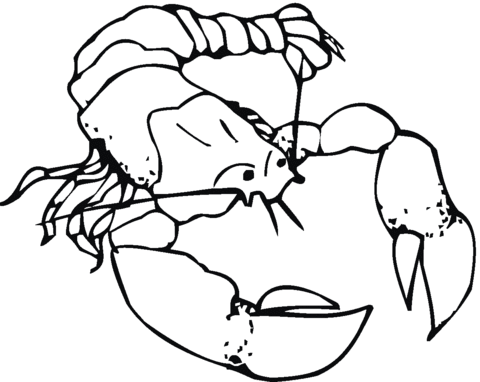 American lobster Coloring page