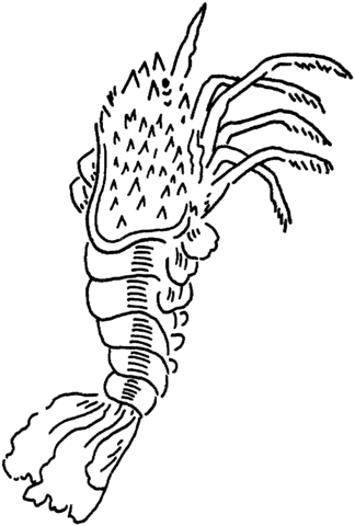 Spiny lobster Coloring page