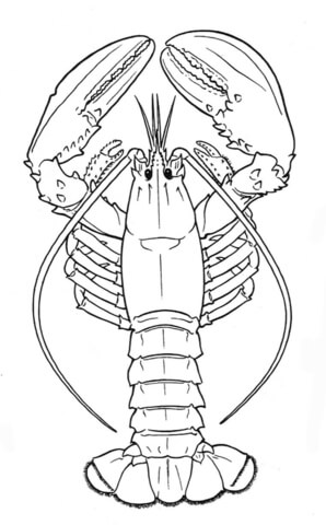 Lobster Coloring page