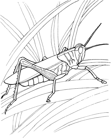 Locust 4 Coloring page