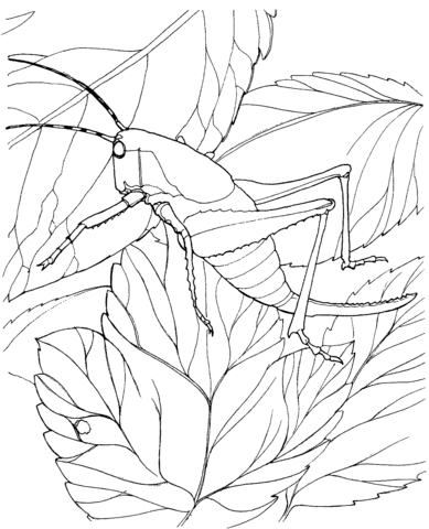 Locust 5 Coloring page