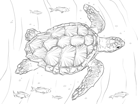 Loggerhead Turtle Coloring page