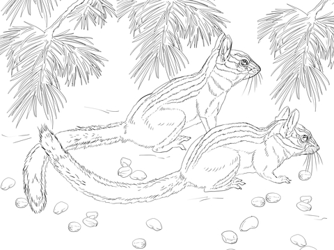 Long Eared Chipmunk Coloring page