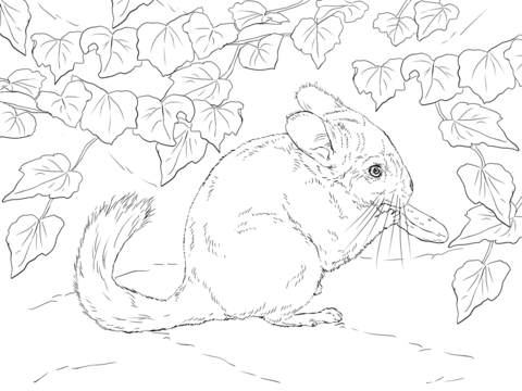 Long Tailed Chinchilla Coloring page