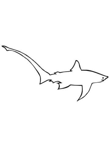 Long Tailed or Common Thresher Shark Coloring page