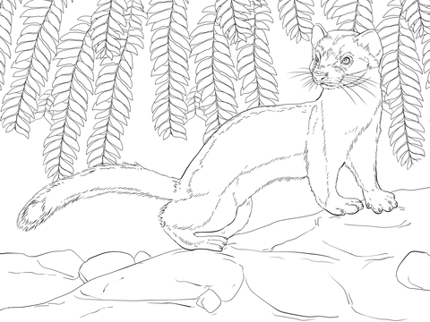 Long Tailed Weasel  Coloring page