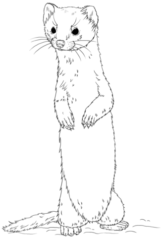Long-tailed weasel standing Coloring page