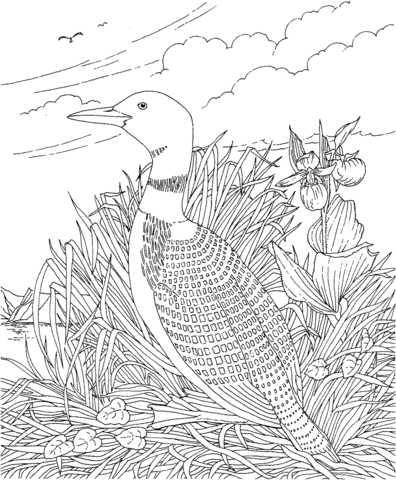 Loon and Pink-and-White Lady's-slipper Minnesota Bird and Flower Coloring page