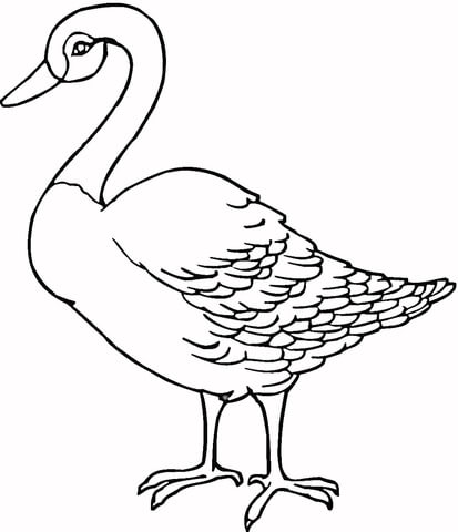 Loon  Coloring page