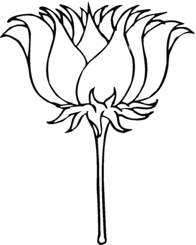 Lotus blossom Coloring page