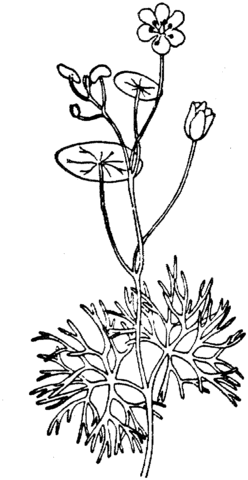 Nelumbo lutea or American lotus Coloring page