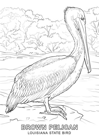 Louisiana State Bird Coloring page