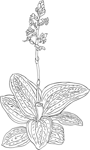 Ludisia Discolor or Black Jewel Orchid Coloring page
